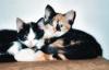 Katzensitter für Grossraum Bad Kreuznach,  Bingen,  Ingelheim. Tierbetreuung vor O