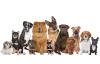 Hundetrainer & Homesitter