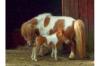 Minipony Stute,  70 cm Stm,  brav