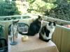 Tierbetreuung,  Katzenbetreuung für: Darmstadt,  Alzey,  Worms,  Bad Kreuznach,  Bing