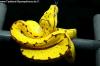 Morelia viridis Sorong