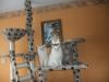 perserkatzen Babys