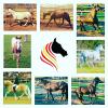 Caballos De Espa a 