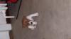 Jack russell Welpe zu verkaufen
