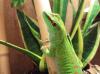 madagaskar taggeckos