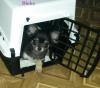 Chihuahua-Welpen vom Lahneburger Tal suchen ein Liebevolles Zuhause