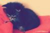 3Maine Coon Kitten geb. 12.12.2015 geimpft und entwurmt dürfen ab 5.3 in ein neu