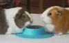 STAYbowl Futternapf für Meerschweinchen,  Kleintiere,  der ultimative Futternapf!J