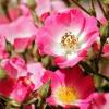 Webinar Bachblüten für Mensch und Tier ab 8. April 2016