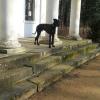 reinrassige Deutsche Dogge sucht ein neues Zuhause