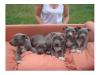    Pitbull blueline welpen zu verkaufen 