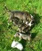 Reinrassige markante Miniature Bullterrier Welpen