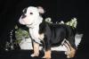 OEB,  Old English Bulldog Welpen,  Familienaufzucht & US Papiere