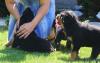 Süßer Rottweiler Welpen suchen liebevolles Zuhause