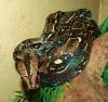 1, 0 Boa constrictor imperator,  Kaiserboa,  MEXIKO Zwergboa,  NZ 2010