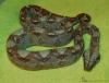 0, 0, 10 Boa constrictor imperator,  Kaiserboa,  MEXIKO Zwergboa Mix,  NZ 2015