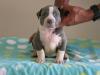 Pitbull Blueline Welpen 10 Wochen,  Fulda