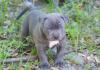 #.American Welpen Blue-Line Pit Bull Terrier*  *..