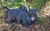 American Welpen Blue-Line Pit Bull Terrier*.