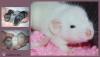 ♡ Wunderschöne Ratten Babys ♡ aus Liebhaberzucht