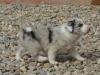 Border Collie welpen blue merle mit Ahnentafel