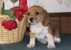 Beagle Welpen,  bestens sozialisiert,  mit Papiere