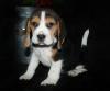 Beagle Welpen zu verkaufen!