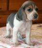 Beaglewelpen,  tricolor.