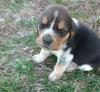 Beaglewelpen,  reinrassig,  tricolor