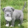 Blueline welpen American Pitbull Terrier_ ), ., ....