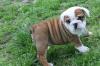 Englische Bulldoggen,  Babys in Sonderlackierung