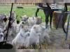 Reinrassige Siberian Husky Welpen - 3 weiblich - 5 männlich - ohne Papiere