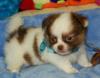 Chihuahua-Welpen,  