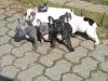 Französische Bulldogge,  blue,  12 Wochen alt