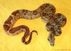 1, 0 Kaiserboa SALMON HET. ALBINO (DH SUNGLOW),  NZ 2013