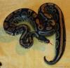 0, 1 Königspython,  Python regius,  NZ 2009
