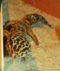 1, 1 Eublepharis macularius,  Leopardgecko,  adult