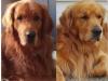 2 typvolle Golden Retriever Deckrüden mit Papieren HD/ ED/ PRA frei (kein Verkauf)