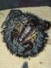 0.1 Nebo grandis semiadult