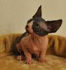 verkaufe reinrassige canadian sphynx katzen