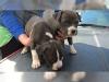kleine American Staffordshire terrier Welpen zu verkaufen