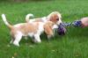 Beagle Welpen reinrassig,  tricolor in liebevolle 