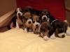 Beagle Welpen reinrassig,  tricolor in liebevolle 