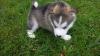 Reinrassige wunderschöne Siberian-Husky-Welpen aus FCI /  VDH