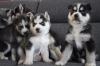 5 wundervolle Husky Welpen zu verkaufen