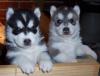 Sibirische Huskywelpen