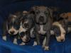 American Staffordshire Terrier mit GBF /  VDH /  FCI 