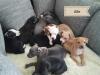 American Staffordshire Terrier mit GBF /  VDH /  FCI 