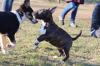 Miniaturbullterrier Welpen PLL CLEAR und reinerbig 