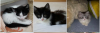 3 Türkisch Angora Mixe